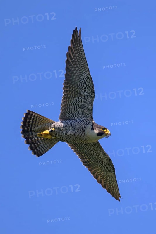 Peregrine falcon (Falco peregrinus), adult male flying against a blue sky, biosphere area, Swabian Jura, Baden-Württemberg, Germany