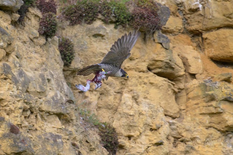Peregrine falcon (Falco peregrinus), adult female flying with prey in front of picturesque rocky backdrop, biosphere area, Swabian Jura, Baden-Württemberg, Germany