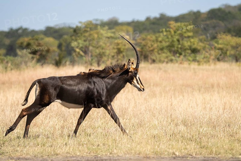 Sable Antelope (Hippotragus niger), side view of animal running to the right. Chobe National Park, Botswana