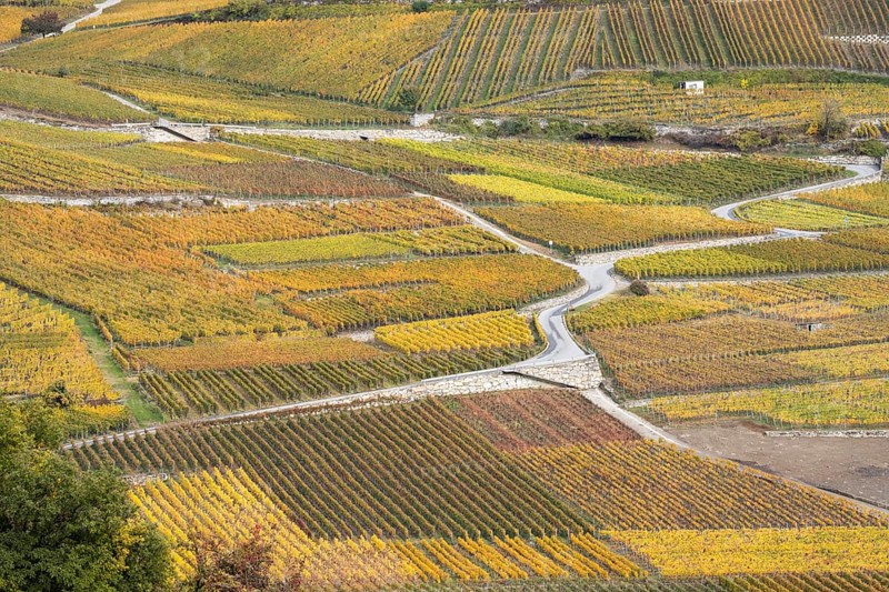 Terraced grape vineyards, steps up the hill in autumn colours in the Rhone Valley. Colourful yellow orange image. Valais, Switzerland