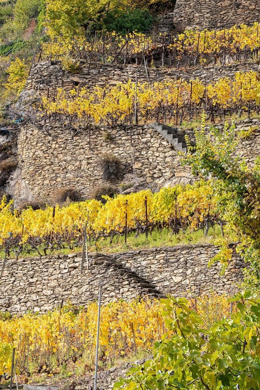 Terraced grape vineyards, steps up the hill in autumn colours in the Rhone Valley. Colourful yellow orange image. Valais, Switzerland