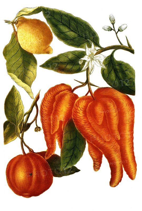 Apple variety called Adam's apple, Malus cornuta and Malus limonia, illustration, reproduction from a model from the 19th century. Authentic, file restored for optimal use, exact date of submission unknown