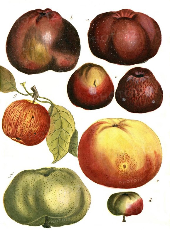 A. Malus carbonaria, cabbage apple, b. Malus erithromella, red Bachappel, c. malus haematomela, blood apple, d. Malus pumila, men's dumpling, e. Malus melapia, wax apple, f. malus orbiculata, broadling apple, g. malus strangulatoria, spike apple, illustration, reproduction of a model from the 19th century. Authentic, file restored for optimal use, exact date of submission unknown