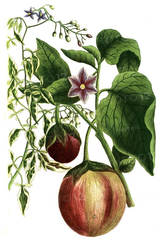 Solanum scandens, bittersweet nightshade and Solanum pomiferum, type of tomato, illustration, reproduction from a model from the 19th century. Authentic, file restored for optimal use, exact date of submission unknown
