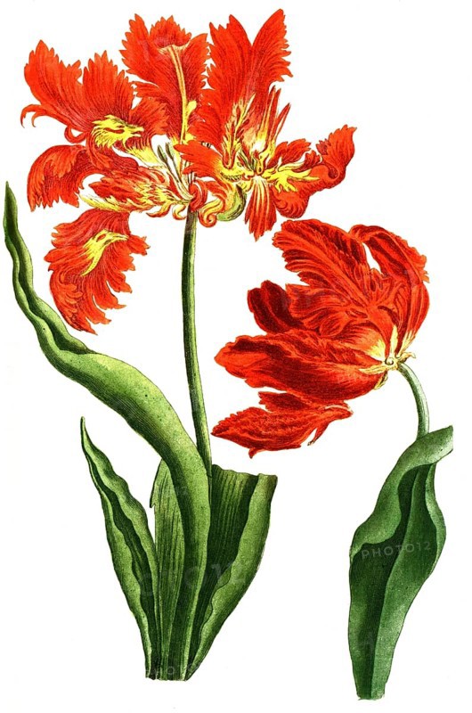 Tulips, Tulipa monstrosa and Tulipa flore rubro mostroso, illustration, reproduction from a 19th century model. Authentic, file restored for optimal use, exact date of submission unknown