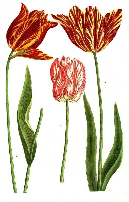 Tulips, a, Tulipa flore luteo, b. Tulipa ex albo et rubro variegato, c, Tulipa serotina, illustration, reproduction from a 19th century model. Authentic, file restored for optimal use, exact date of submission unknown