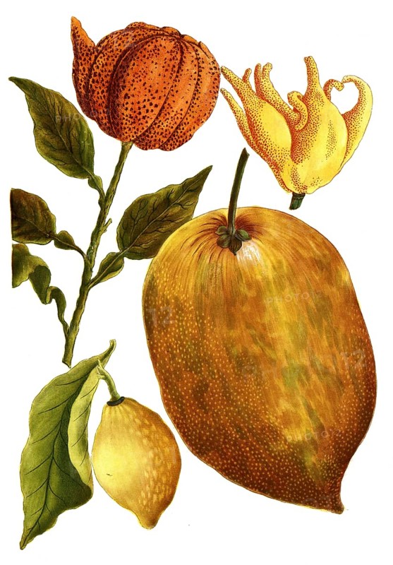 Bitter orange, citrus aurantium, lemon and citron lemon or cedrat, citrus medica, illustration, reproduction from a 19th century model. Authentic, file restored for optimal use, exact date of submission unknown
