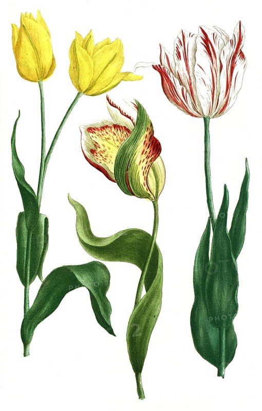 Tulips, Tulipa odorata and Tulipa explicata, illustration, reproduction from a 19th century model. Authentic, file restored for optimal use, exact date of submission unknown
