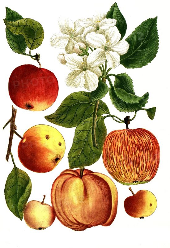 Different types of apples, Malus domestica, illustration, reproduction from a model from the 19th century. Authentic, file restored for optimal use, exact date of submission unknown