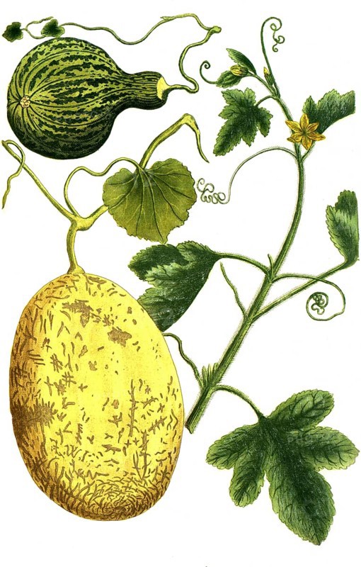 Melon, Cucumis, Melo vulgaris and Melo pyri formus maculosus, illustration, reproduction from a 19th century model. Authentic, file restored for optimal use, exact date of submission unknown