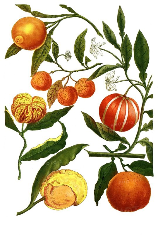 Malus aurantia, oranges and Pomeranian oranges, illustration, reproduction from a model from the 19th century. Authentic, file restored for optimal use, exact date of submission unknown