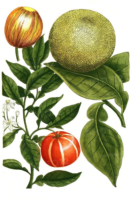 Grapefruit or grapefruit, Citrus grandis, formerly Malus aurantia citrata, illustration, reproduction from a 19th century model. Authentic, file restored for optimal use, exact date of submission unknown