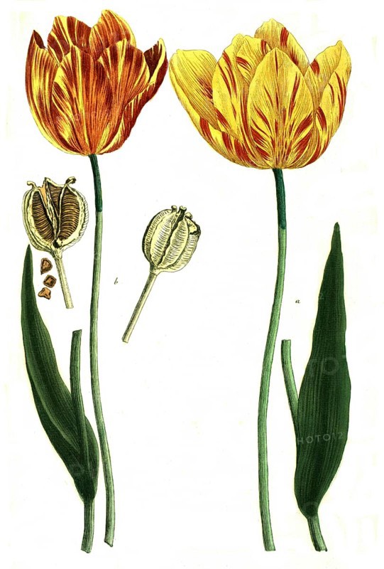 Tulips, a. tulipa lutea, b. tulipa lutea maculis rubentibus, illustration, reproduction from a model from the 19th century. Authentic, file restored for optimal use, exact date of submission unknown