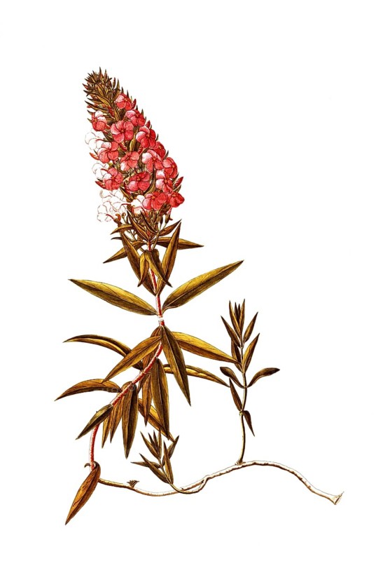 Polemoniaceae, Wild Sweet William, Phlox maculata, meadow phlox, illustration, reproduction from a 19th century model. Authentic, file restored for optimal use, exact date of submission unknown