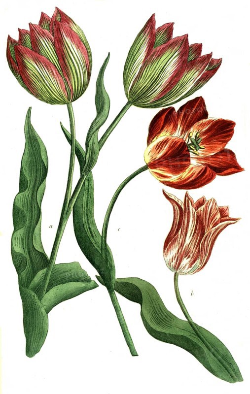 Tulips, a. Tulipa ferotina, b. Tulipa rubra calice pallessente, v. Tulipa rubra calica luteo, illustration, reproduction from a model from the 19th century. Authentic, file restored for optimal use, exact date of submission unknown