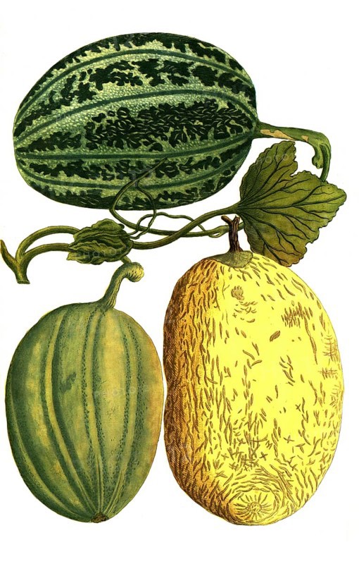 Sugar melon, Cucumis, Melo viridis, Melo pepo croceus and Melo pepo cortice, illustration, reproduction from a 19th-century model. Authentic, file restored for optimal use, exact date of submission unknown