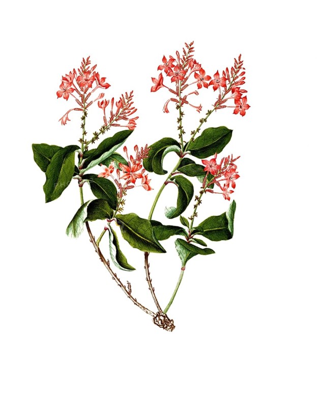 Scarlet leadwort, plumbago indica, Indian leadwort, scarlet leadwort or whirlplantain, illustration, reproduction from a 19th century model. Authentic, file restored for optimal use, exact date of submission unknown