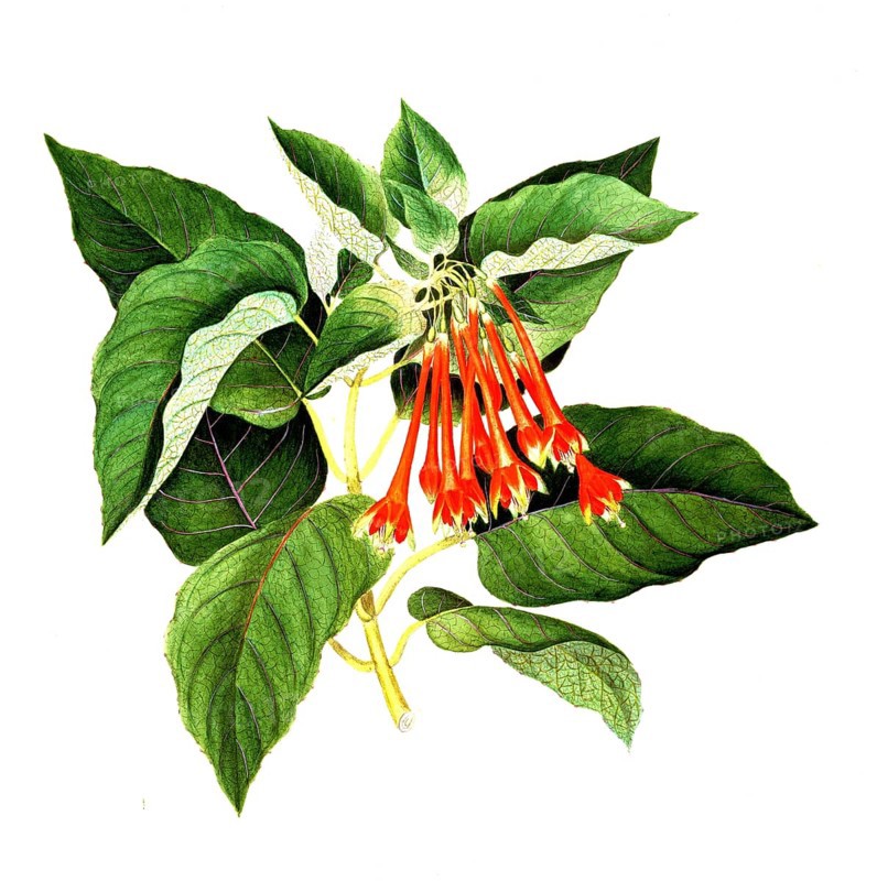 Fuchsia splendens Zucc, Onagraceae, magnificent fuchsia, illustration, reproduction from a 19th century model. Authentic, file restored for optimal use, exact date of submission unknown