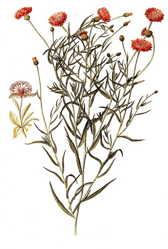 Scabiosis Knapweed, Centaurea scabiosa, illustration, reproduction from a 19th century model. Authentic, file restored for optimal use, exact date of submission unknown