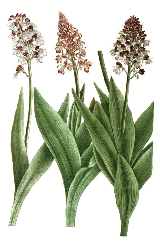 Orchids from the genus Orchis cynosorchis, illustration, reproduction from a model from the 19th century. Authentic, file restored for optimal use, exact date of submission unknown