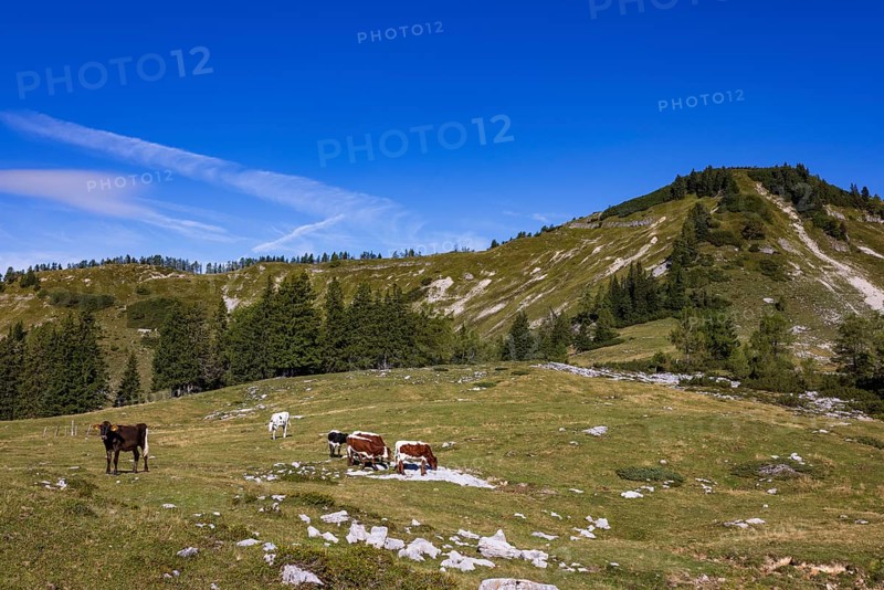 Cattle on pasture, Hochzinkenalm, Postalm, Osterhorn Group, Salzkammergut, Province of Salzburg, Austria