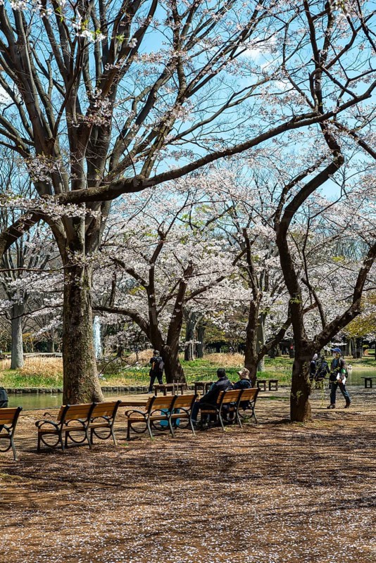 People sitting on benches in park under cherry blossoms, Yoyogi Park, Hanami Festival, Shibuya District, Shibuya District, Tokyo, Japan