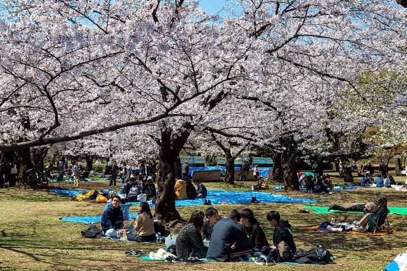 Japanese people picnicking under cherry blossoms in Yoyogi Park, Hanami Festival, Shibuya District, Tokyo, Japan
