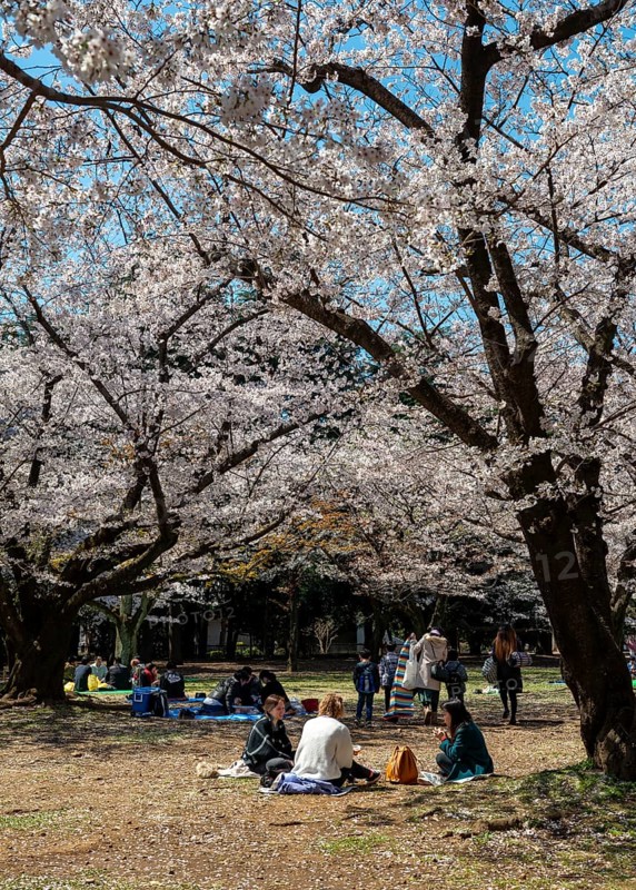 Japanese people picnicking under cherry blossoms in Yoyogi Park, Hanami Festival, Shibuya District, Tokyo, Japan