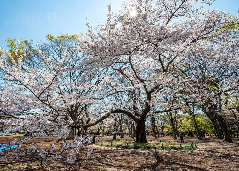 Blooming cherry trees in spring, sun star, Yoyogi Park, Hanami Festival, Shibuya District, Shibuya District, Tokyo, Japan