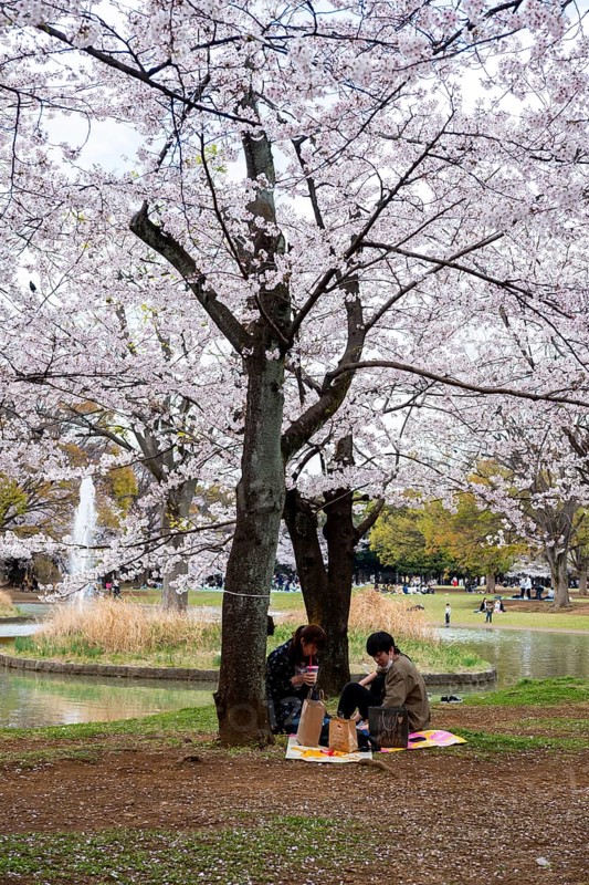 People picnicking under cherry blossoms in Yoyogi Park, Hanami Festival, Shibuya District, Tokyo, Japan