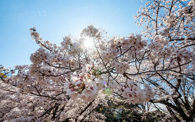 Cherry tree blossoms in spring, sun star, Yoyogi Park, Hanami Festival, Shibuya District, Shibuya District, Tokyo, Japan