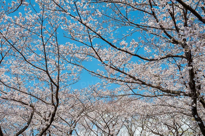 Blooming cherry trees in spring, Yoyogi Park, Hanami Festival, Shibuya District, Shibuya District, Tokyo, Japan