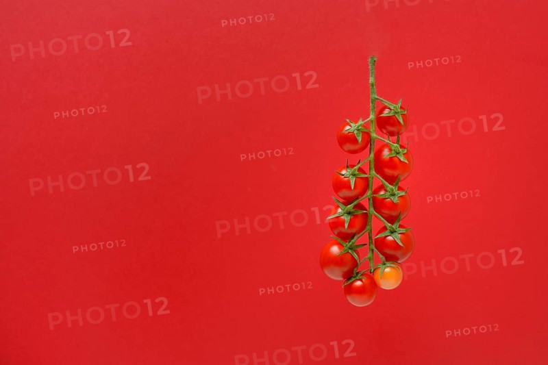 Tomatoes, tomato vine on red background