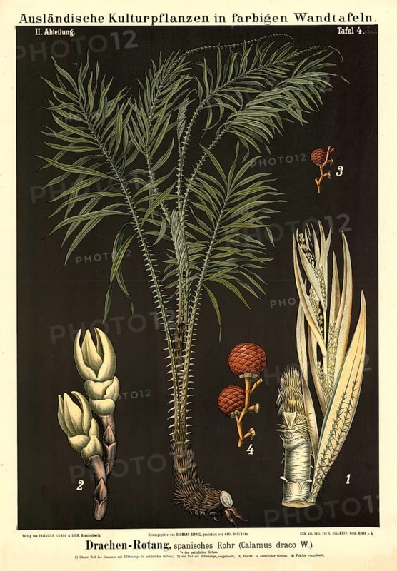Cultivated plant, dragon rotang, Spanish cane, Calmus draco, illustration by Carl Bollmann, reproduction from a 19th century model. Authentic, file restored for optimal use, exact date of submission unknown