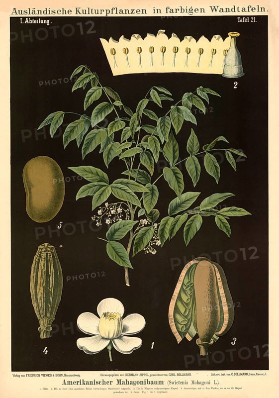 Cultivated plant, mahogany tree, Swietenia mahogany, illustration by Carl Bollmann, reproduction from a model from the 19th century. Authentic, file restored for optimal use, exact date of submission unknown