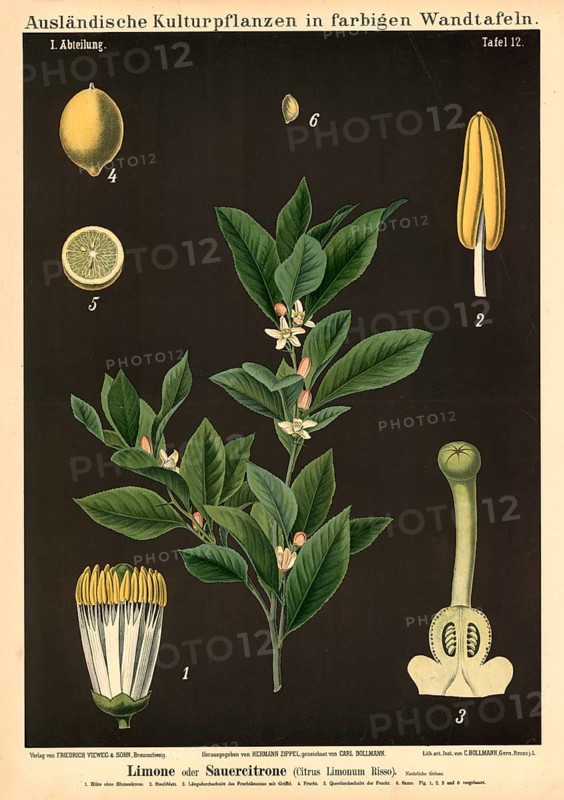Cultivated plant, lime, sour lemon, citrus limonum, illustration by Carl Bollmann, reproduction from a model from the 19th century. Authentic, file restored for optimal use, exact date of submission unknown