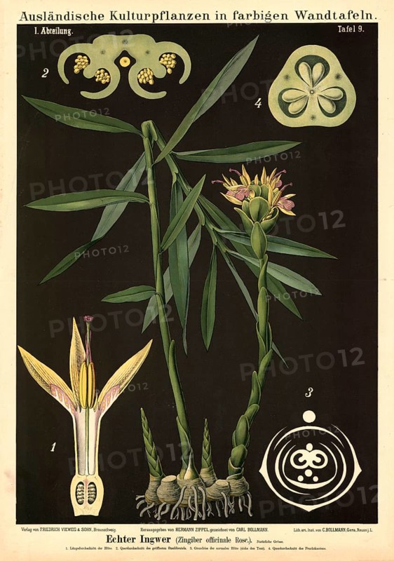 Cultivated plant, ginger, Zingiber officinalis, illustration by Carl Bollmann, reproduction from a 19th century model. Authentic, file restored for optimal use, exact date of submission unknown