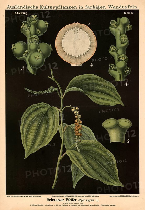 Cultivated plant, black pepper, Piper nigrum, illustration by Carl Bollmann, reproduction from a model from the 19th century. Authentic, file restored for optimal use, exact date of submission unknown