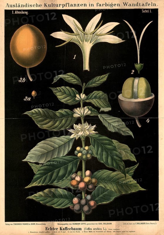 Cultivated plant, coffee, coffee tree, Coffea arabica, illustration by Carl Bollmann, reproduction from a model from the 19th century. Authentic, file restored for optimal use, exact date of submission unknown