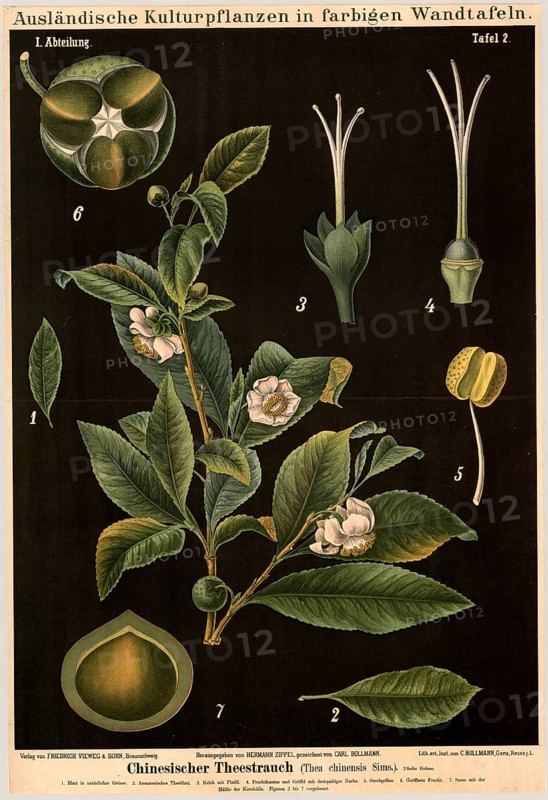 Cultivated plant, tea bush, Thea chinensis, illustration by Carl Bollmann, reproduction from a model from the 19th century. Authentic, file restored for optimal use, exact date of submission unknown