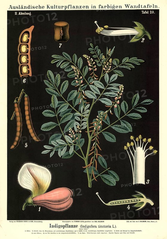 Cultivated plant, indigo, indigofera tinctoria, illustration by Carl Bollmann, reproduction from a 19th century model. Authentic, file restored for optimal use, exact date of submission unknown