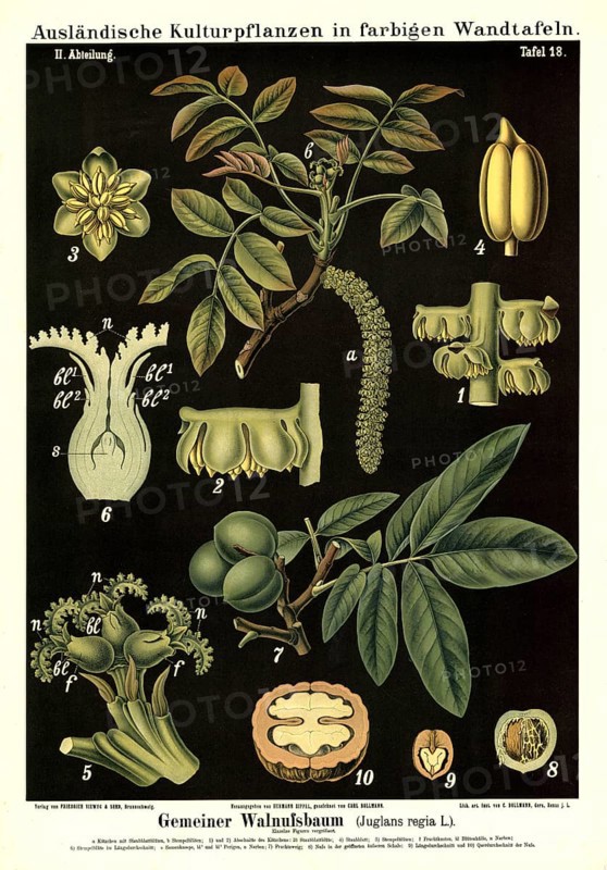 Cultivated plant, walnut tree, Juglans regia, illustration by Carl Bollmann, reproduction from a model from the 19th century. Authentic, file restored for optimal use, exact date of submission unknown