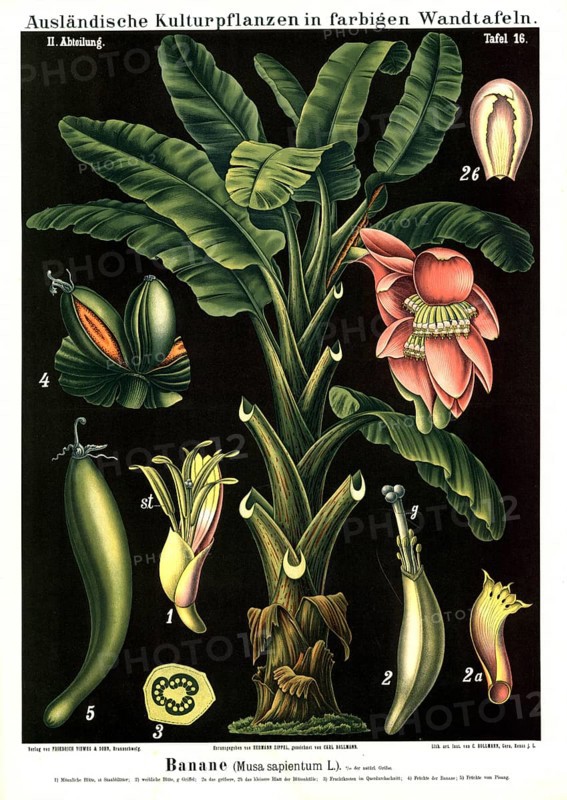 Cultivated plant, banana, Musa sapientum, illustration by Carl Bollmann, reproduction from a model from the 19th century. Authentic, file restored for optimal use, exact date of submission unknown