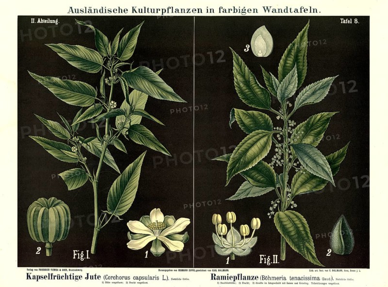 Cultivated plant, capsule fruit jute, Corchoris capsularis and ramie, Boehmeria tenacissima, illustration by Carl Bollmann, reproduction from a 19th century model. Authentic, file restored for optimal use, exact date of submission unknown