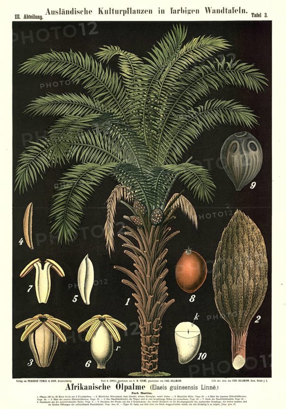 Cultivated plant, African oil palm, Elaeis guineensis, illustration by Carl Bollmann, reproduction from a 19th century model. Authentic, file restored for optimal use, exact date of submission unknown