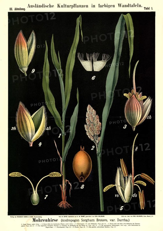 Cultivated plant, black millet, Andropogon sorghum brotero, illustration by Carl Bollmann, reproduction from a model from the 19th century. Authentic, file restored for optimal use, exact date of submission unknown