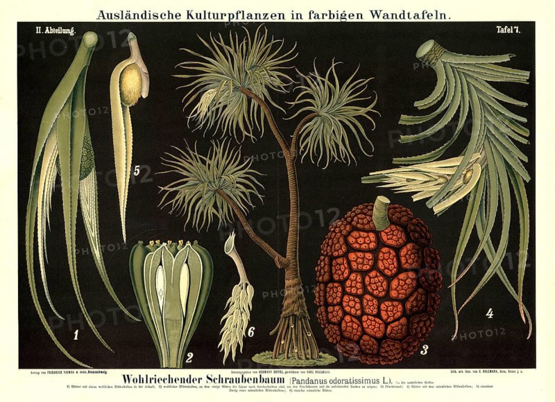 Cultivated plant, fragrant screw tree, Pandanus odoratissimus, illustration by Carl Bollmann, reproduction from a 19th century model. Authentic, file restored for optimal use, exact date of submission unknown