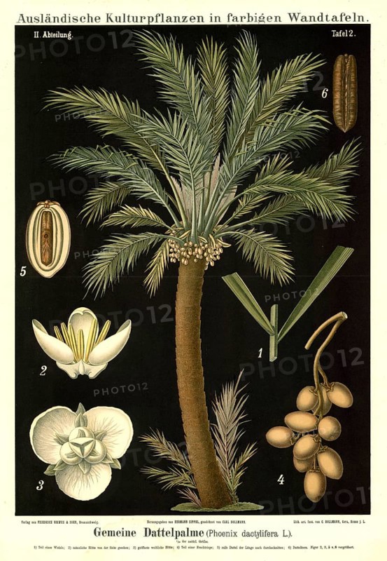 Cultivated plant, date palm, phoenix dactylifera, illustration by Carl Bollmann, reproduction from a 19th century model. Authentic, file restored for optimal use, exact date of submission unknown