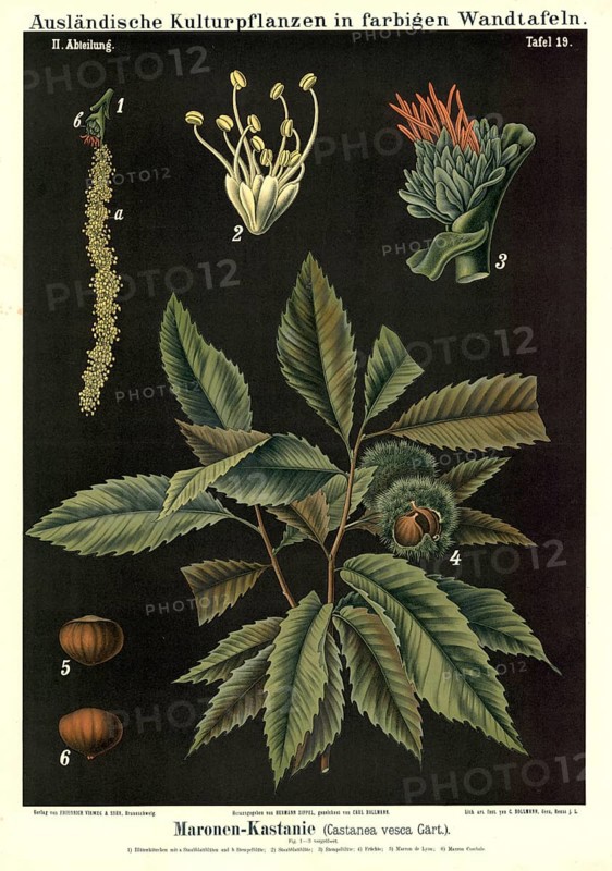 Cultivated plant, chestnut, Castanea vesca, illustration by Carl Bollmann, reproduction from a model from the 19th century. Authentic, file restored for optimal use, exact date of submission unknown