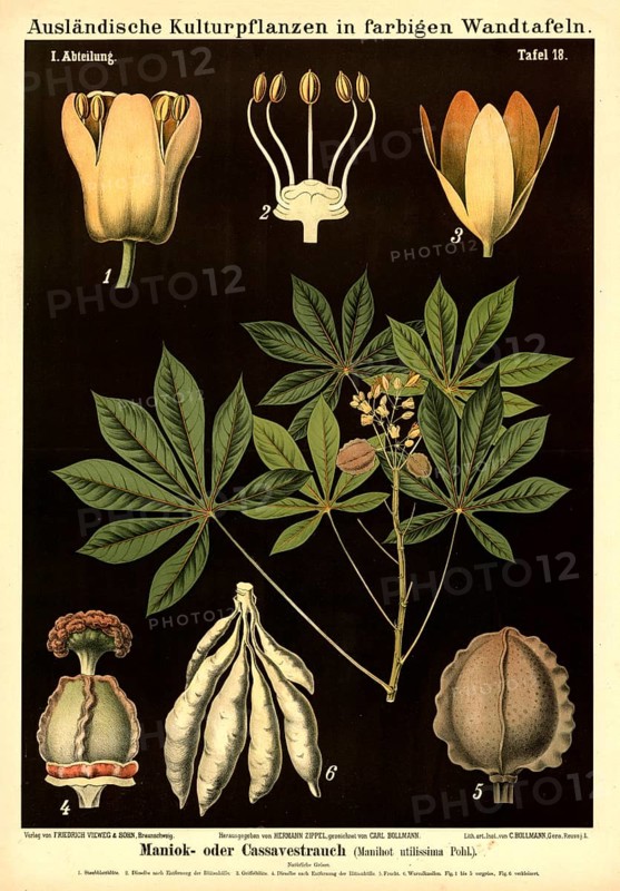 Cultivated plant, cassava or cassave plant, manihot utilissima, illustration by Carl Bollmann, reproduction from a 19th century model. Authentic, file restored for optimal use, exact date of submission unknown